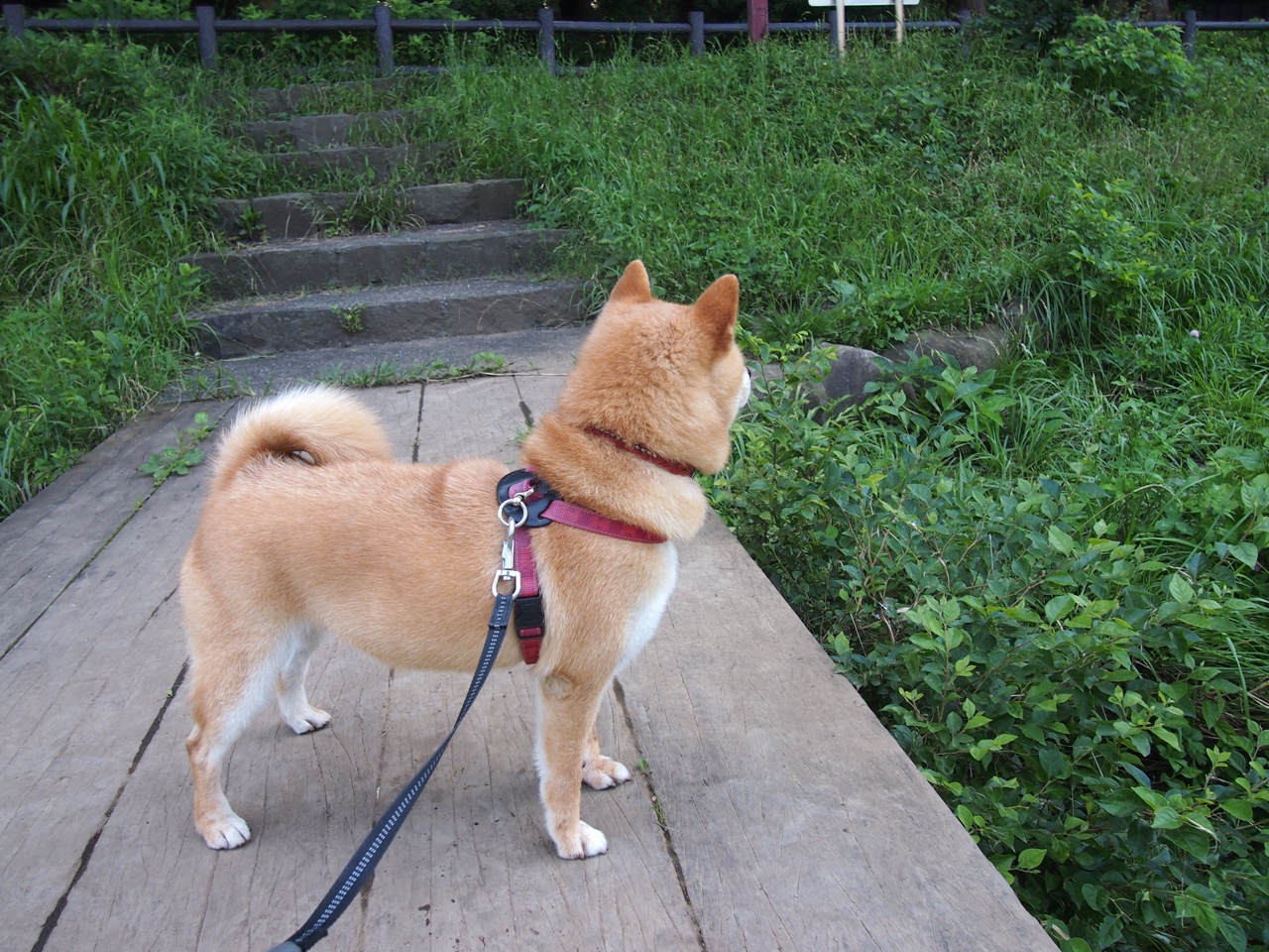 节奏之王,霍勒迪在F1年度争冠之夜的完全掌控