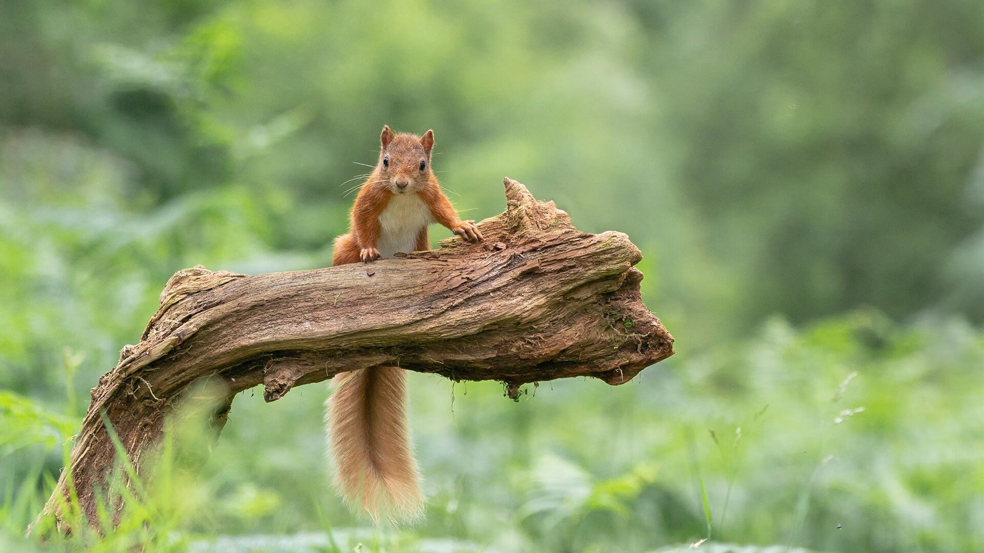 开云体育官网-逆袭之战，凯尔特人破釜沉舟，铁血热火难挡绿军争冠步伐