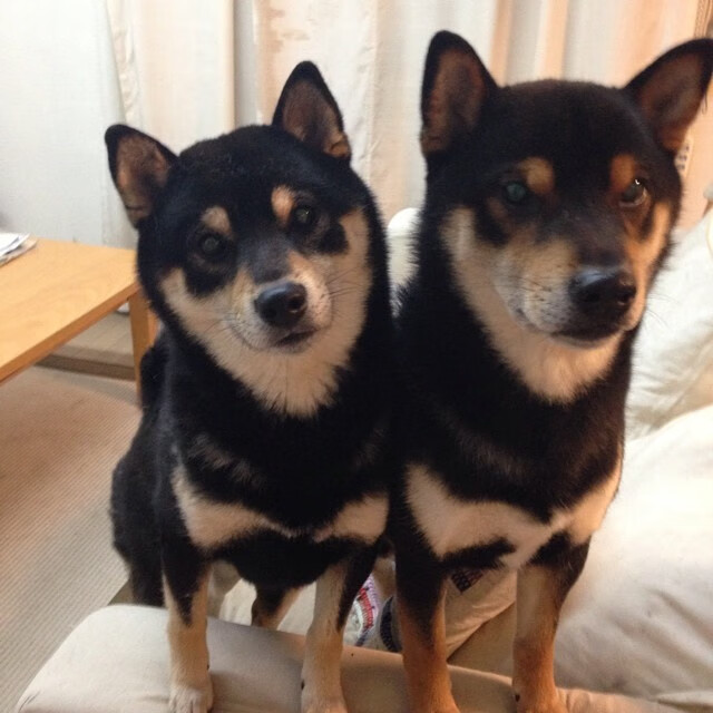 年度焦点之战,活塞斩落魔术,团队韧性铸就辉煌胜利