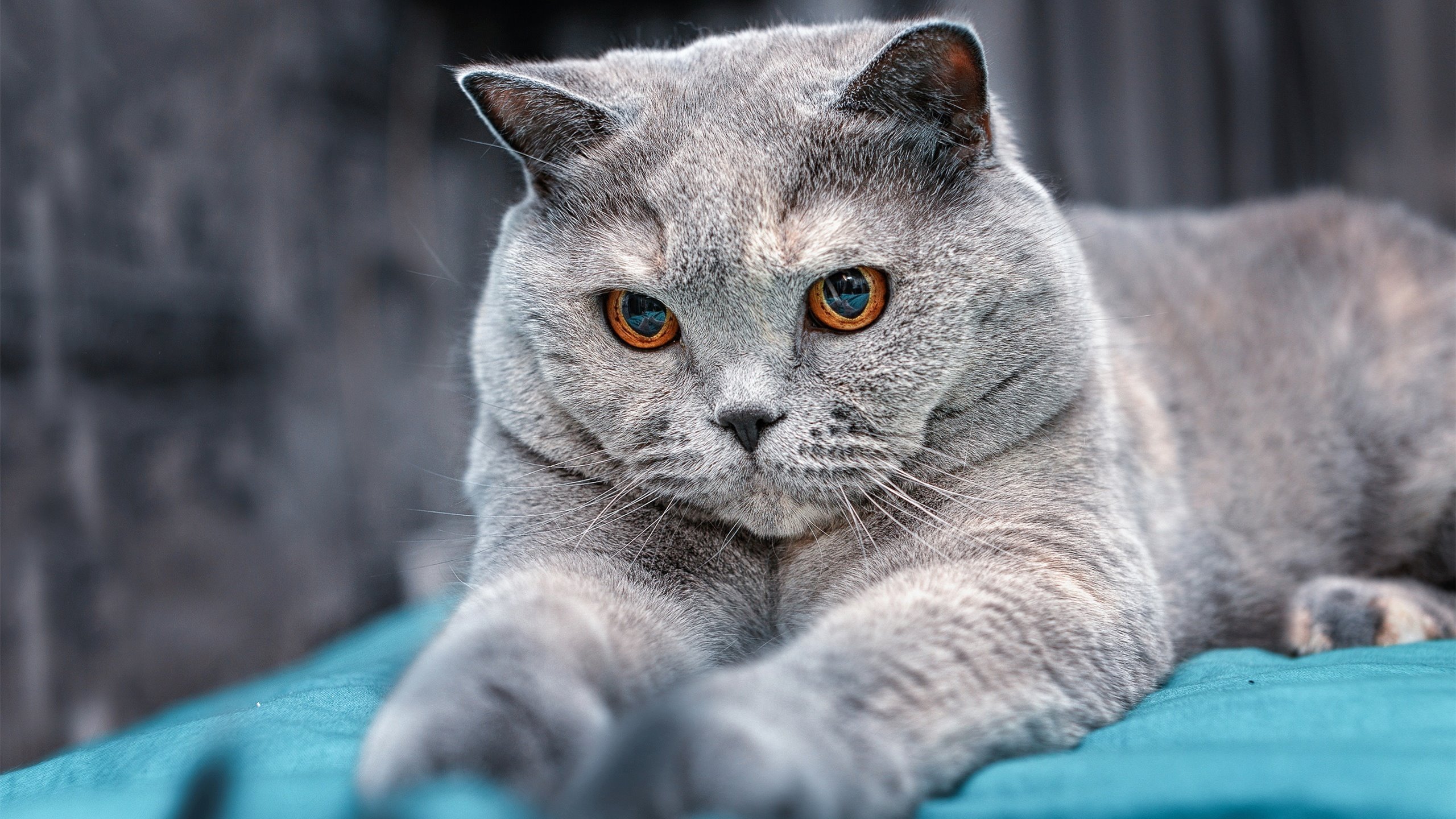 钢索之上,寒刃之下,詹姆斯东决关键战锁死记