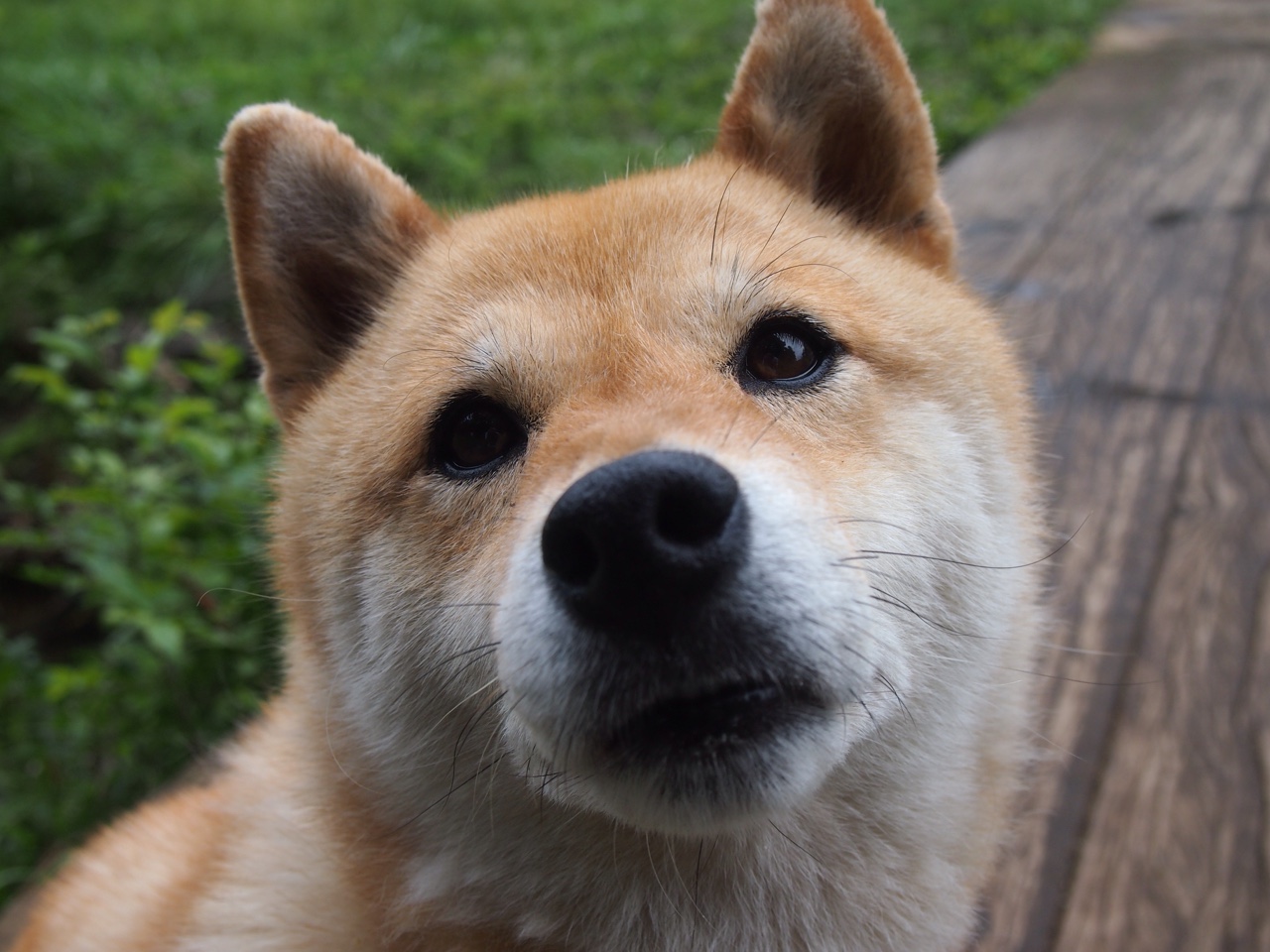 天使降临！迪马利亚评分拉满，尼斯力克摩纳哥