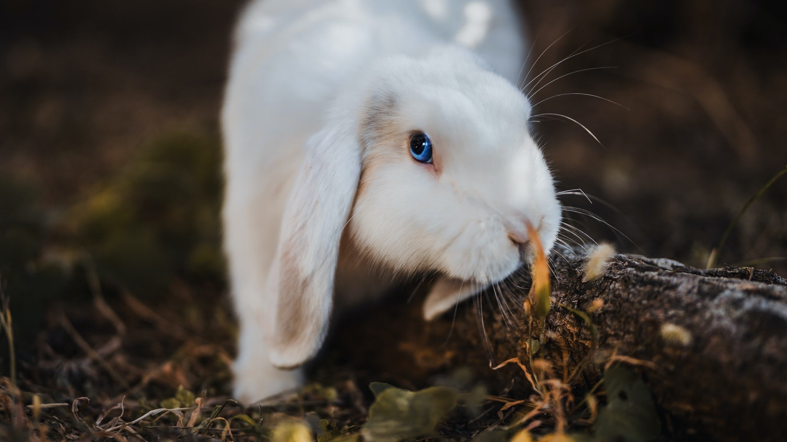 NBA总决赛焦点战,广东队提前终结悬念,上海队遗憾告负