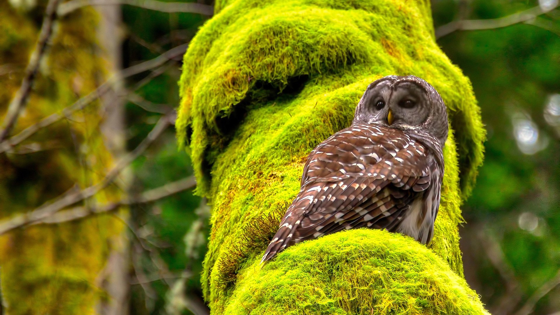 美加墨世界杯之夜,内马尔的悲壮绝响