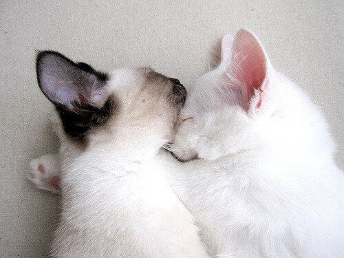 舞台越大越强,从若日尼奥的崛起看美国如何翻盘日本