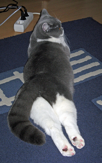 东决关键战，法国与丹麦的绿茵鏖战，欧陆之巅的战术对决