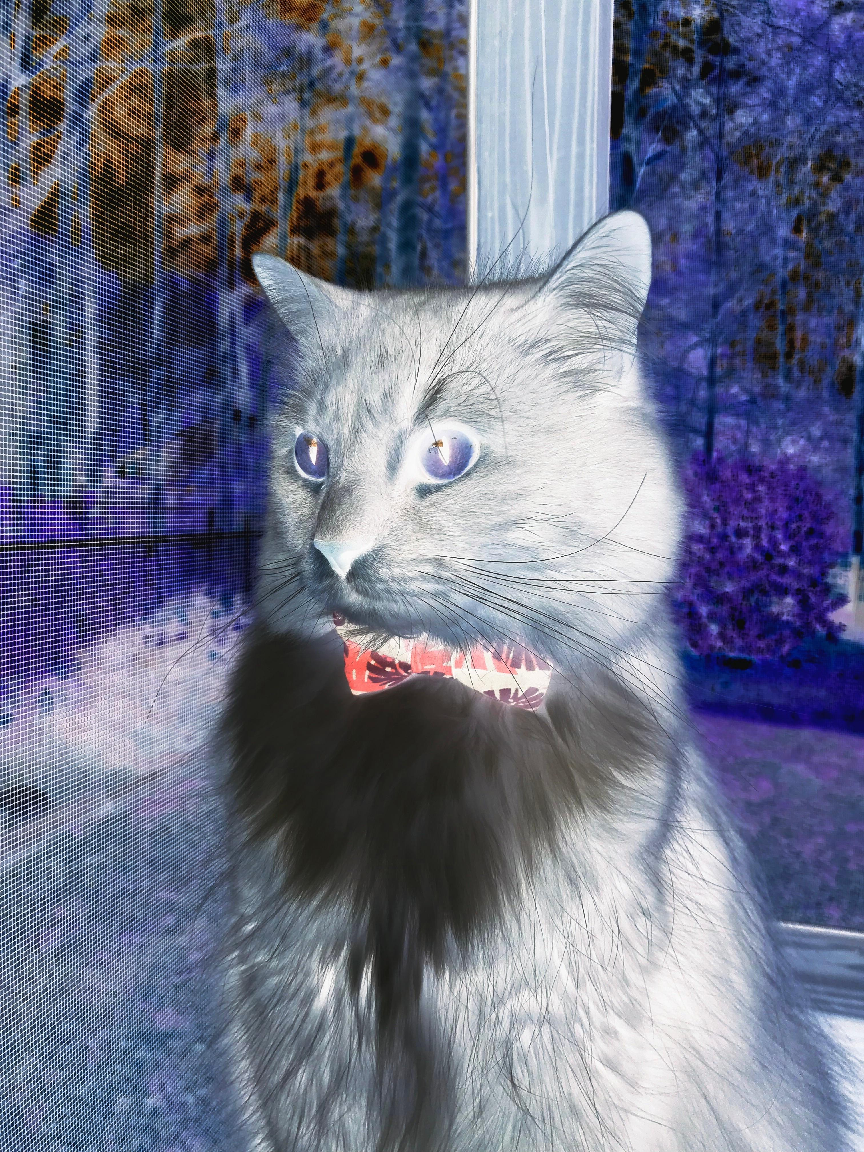 F1新赛季揭幕战之夜，恩佐关键进球定乾坤，当引擎轰鸣遇见绿茵绝杀