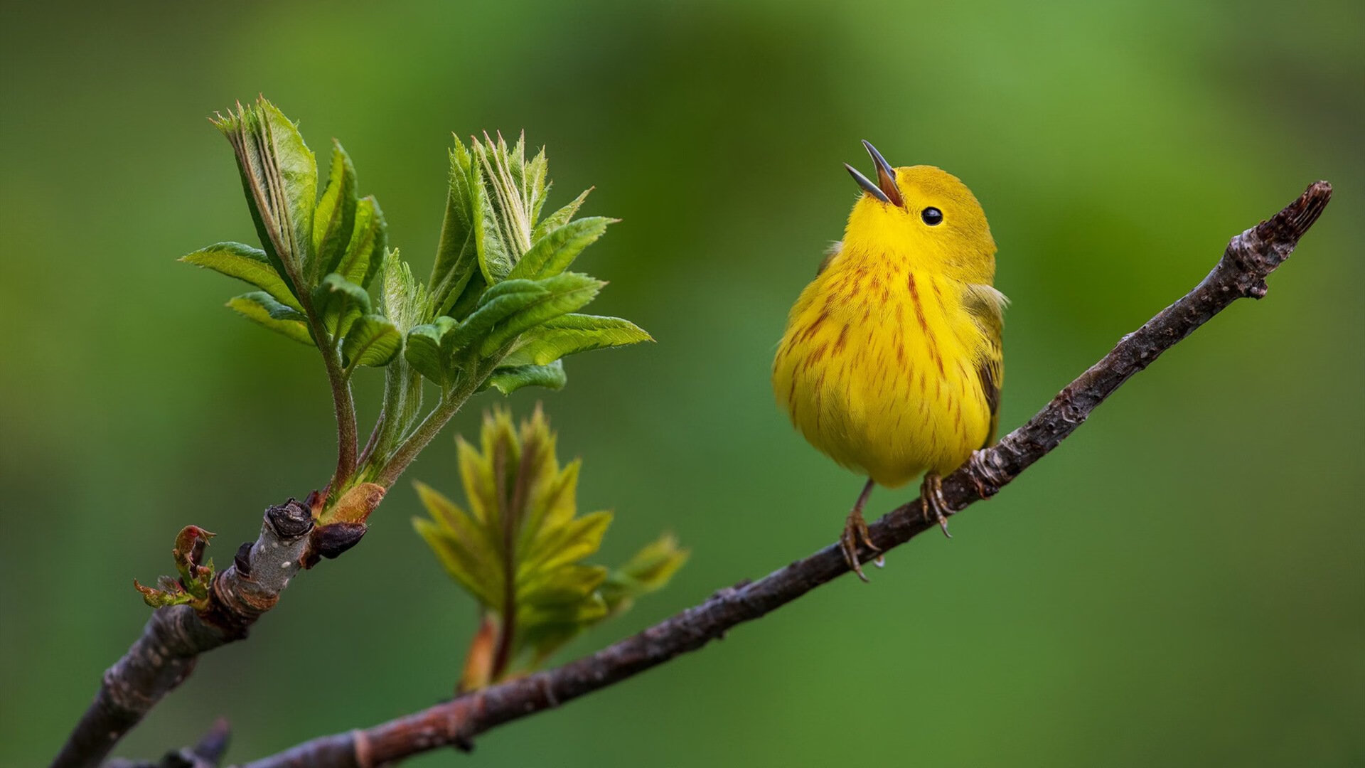 开云体育下载-金玟哉关键节点连续得分，韩国力克尼日利亚展现坚韧斗志