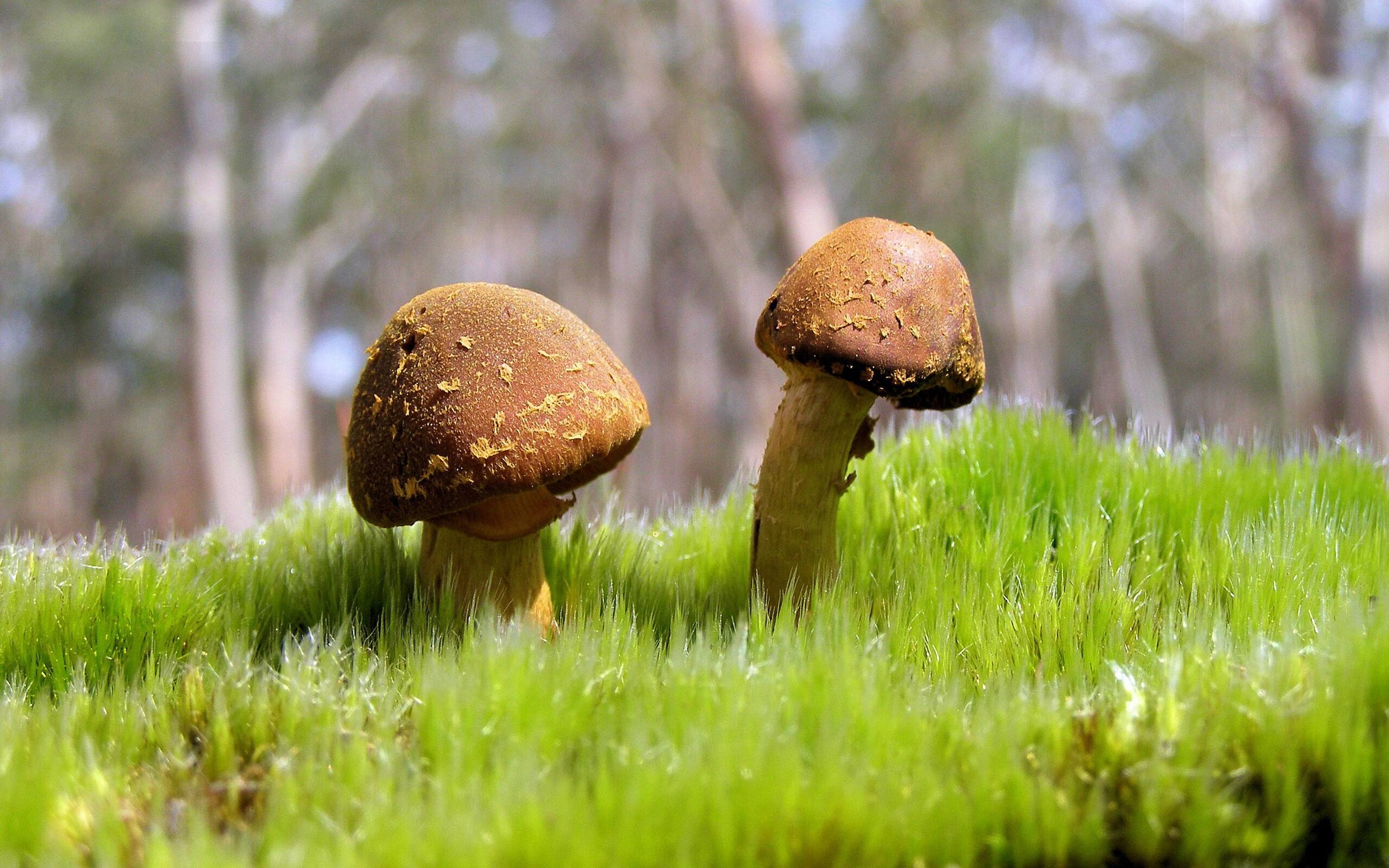 开云体育登录-团队洪流与孤星闪耀，雷霆的碾压与东契奇的史诗之夜