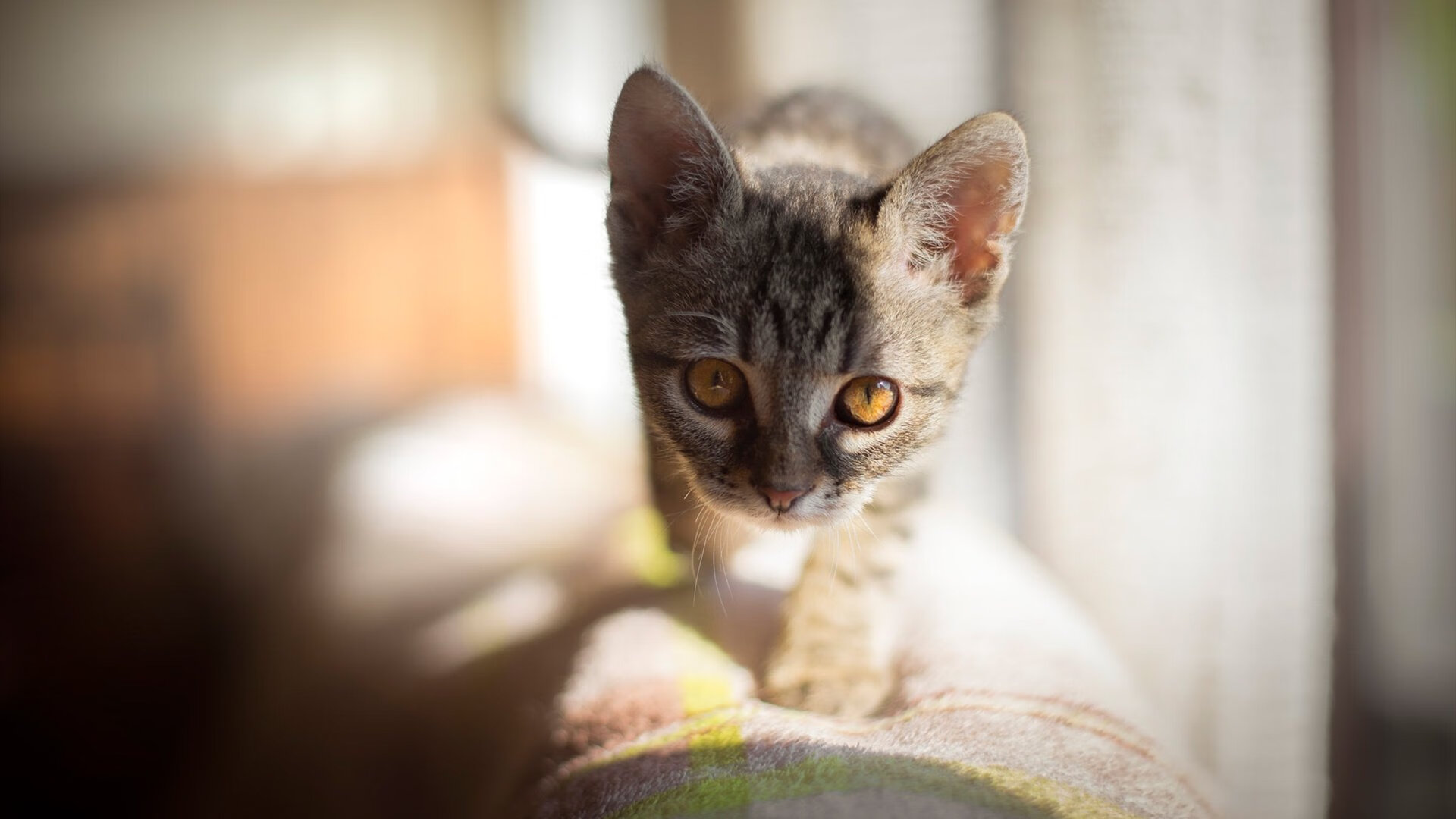 开云体育APP下载-硬仗与闪耀，阿根廷力克荷兰，黄喜灿在年度焦点战中接管比赛