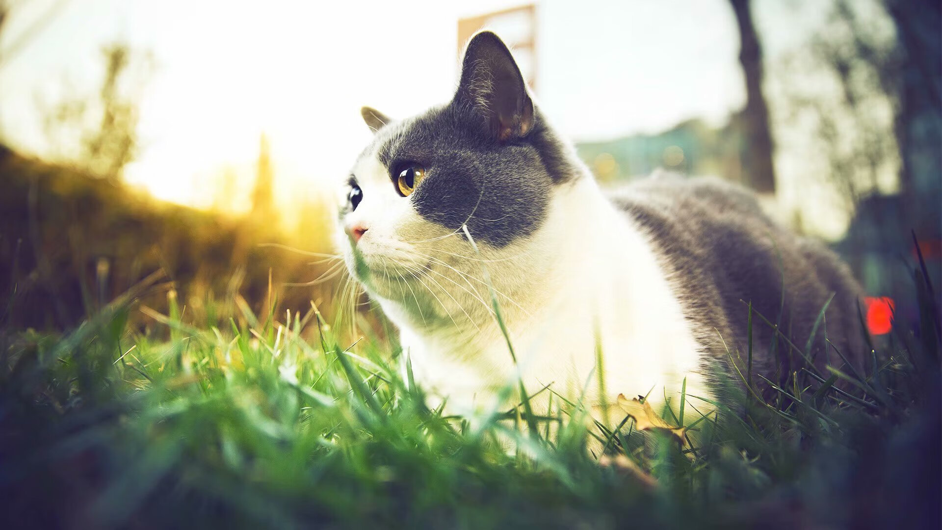 双星闪耀,布伦森证名之战与雷霆的破局之夜