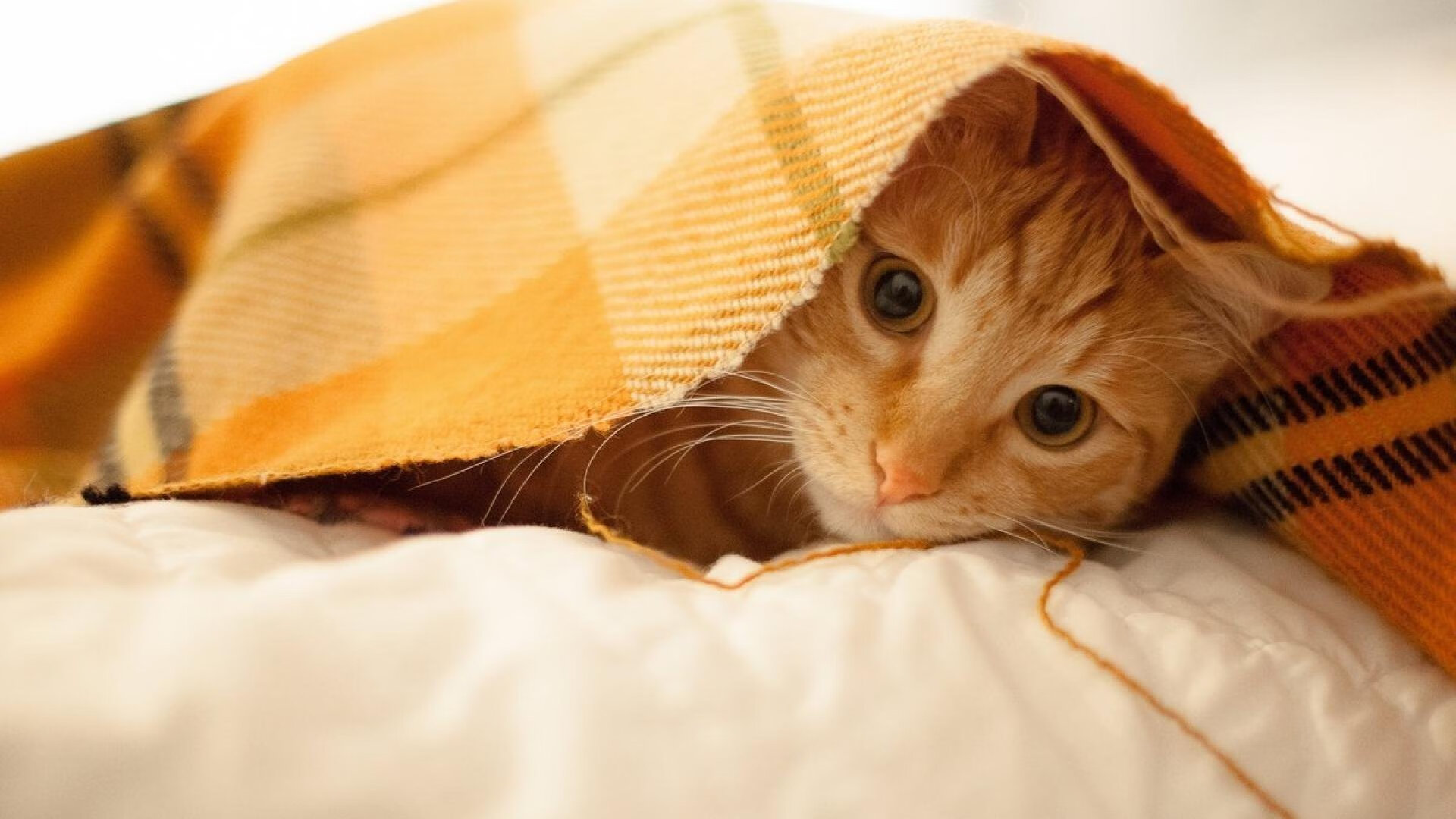 疆域无界，篮坛共辉，新疆队强势晋级，塔图姆美加墨世界杯展统治力