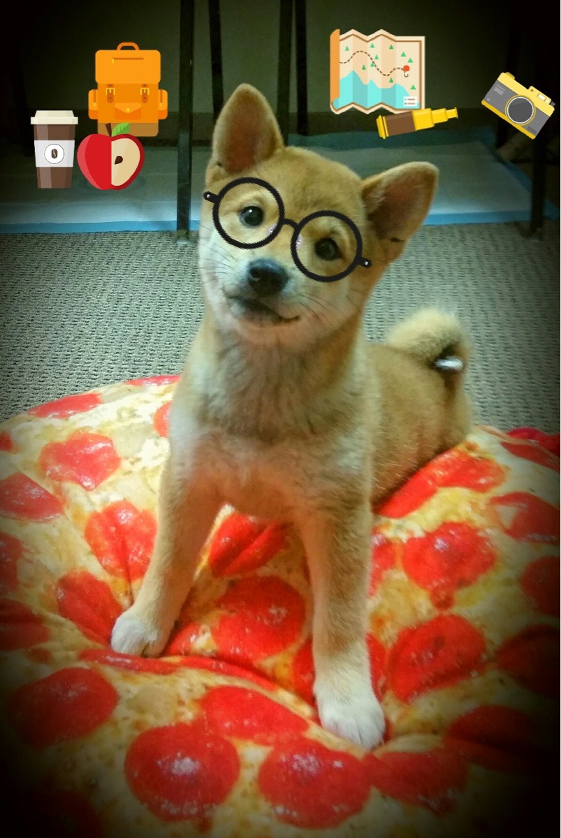 独舞的统治者，武切维奇攻防双刃，划破深浙对决的夜空