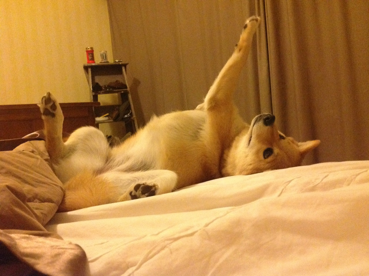 提前锁定总决赛!国王终结悬念,浙江队遗憾告别西决舞台