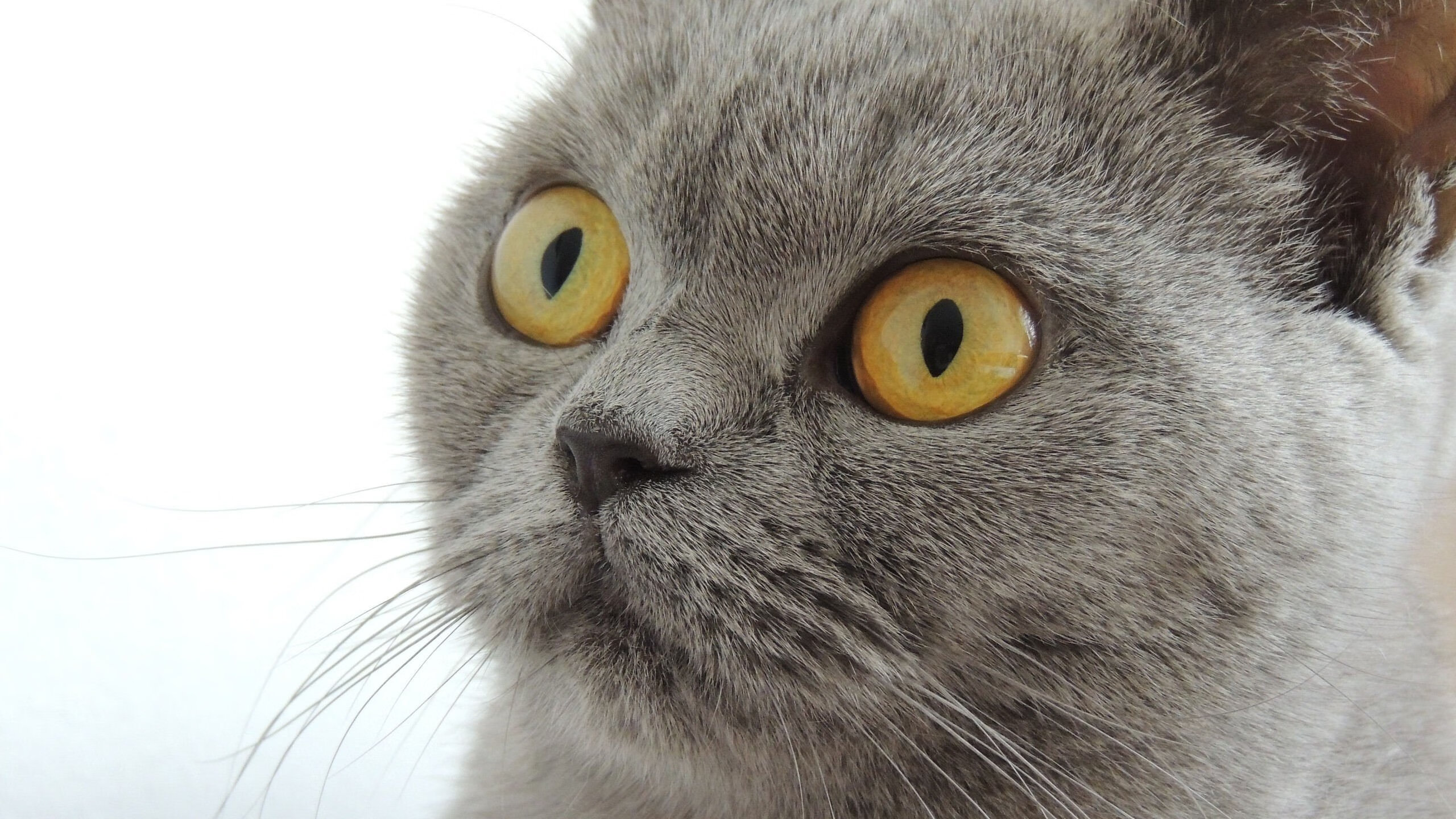 防守绞杀下的节奏革命,爱德华兹如何撕碎太阳的进攻脉络?